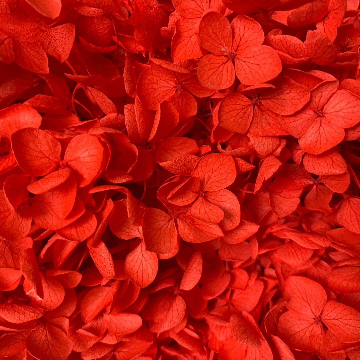 Forever Hydrangea Stems